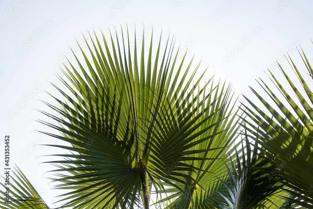 Fototapeta premium A group of beautiful big green palm leaves are on the blue sky background