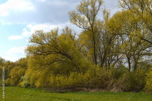 Weidenb  ume im Naturgebiet  Alte K  rne  in Dortmund  Deutschland
