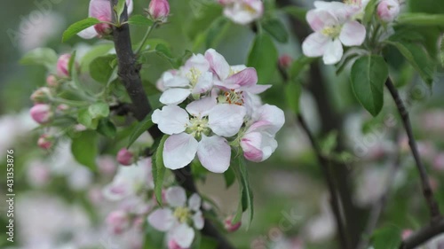 Spring apple flowers on apple branch trees blossom in the garden.
Honey bees collecting pollen from an apple blossom flower.
