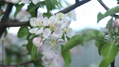 Spring apple flowers on apple branch trees blossom in the garden.
Honey bees collecting pollen from an apple blossom flower.