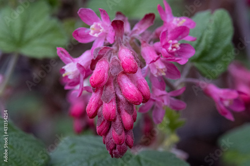 Closeup shot of hairy pink flowers on a shrub photo