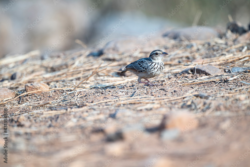 Indochinese Bushlark Indochinese Bushlark