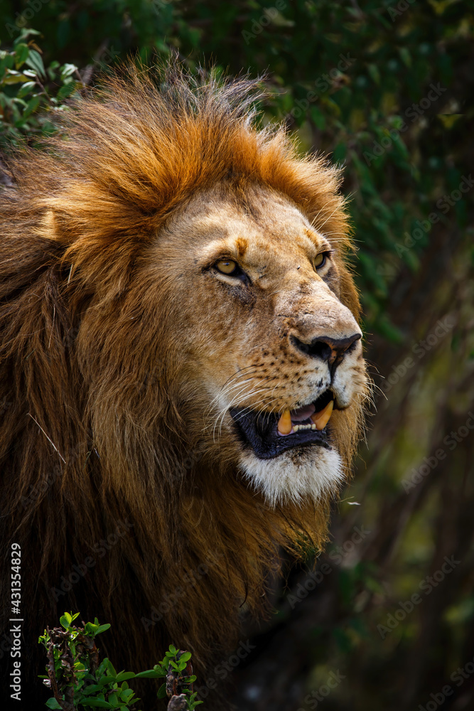 Portrait of a male lion in the Masai Mara National Park in Kenya Portrait of a male lion in the Masai Mara National Park in Kenya
