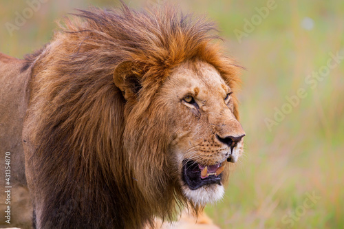 Fototapeta Naklejka Na Ścianę i Meble -  Portrait of a male lion in the Masai Mara National Park in Kenya