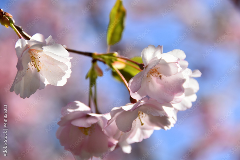 Fototapeta premium sakura