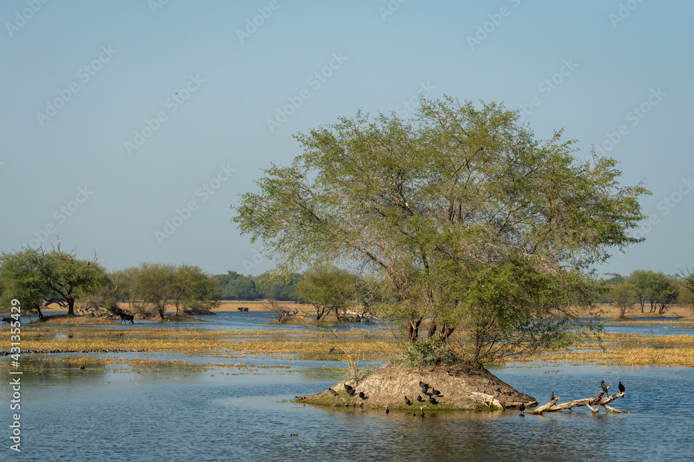 beautiful Scenic landscape or small island with full of wildlife at wetland of keoladeo national park or bharatpur bird sanctuary rajasthan india beautiful Scenic landscape or small island with full of wildlife at wetland of keoladeo national park or bharatpur bird sanctuary rajasthan india