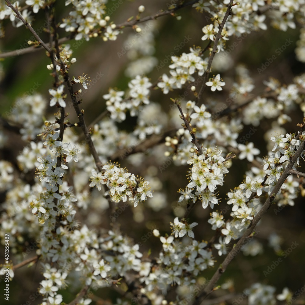 Schlehdorn in der Blüte Schlehdorn in der Blüte