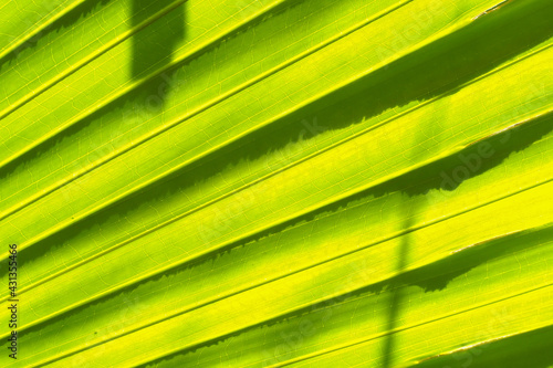 Abstract image of green palm leaf for background.