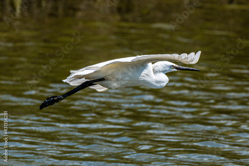 little egret in flight 