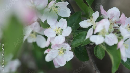 Spring apple flowers on apple branch trees blossom in the garden.
Honey bees collecting pollen from an apple blossom flower.