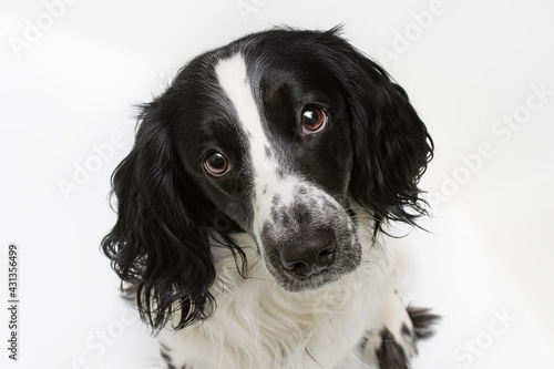 Portrait of a dog breed Russian Spaniel black and white color. The dog looks up, straight into the camera. © Aleksey 159