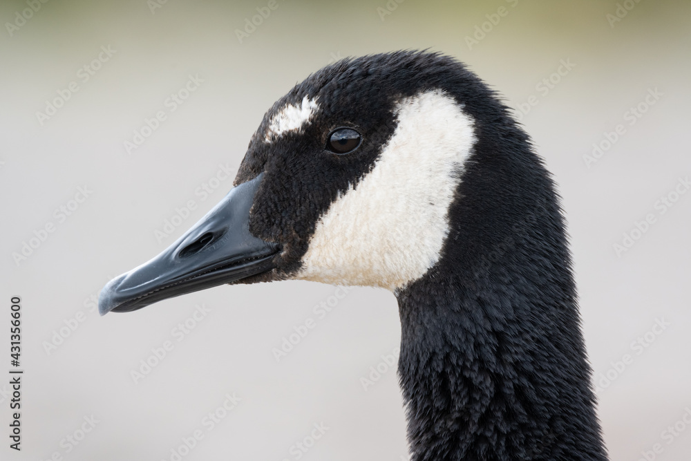 A Canada goose with abnormal white markings on its forehead at Lynde Shores Conservation Area in Whitby, Ontario. A Canada goose with abnormal white markings on its forehead at Lynde Shores Conservation Area in Whitby, Ontario.