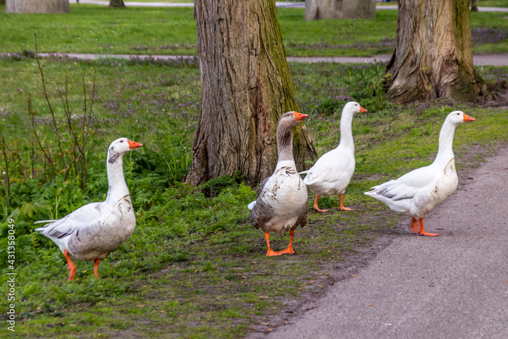 group of geese in the park group of geese in the park