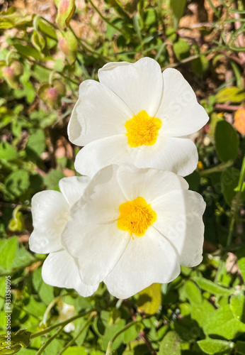 Flores blancas con pistilos amarillos