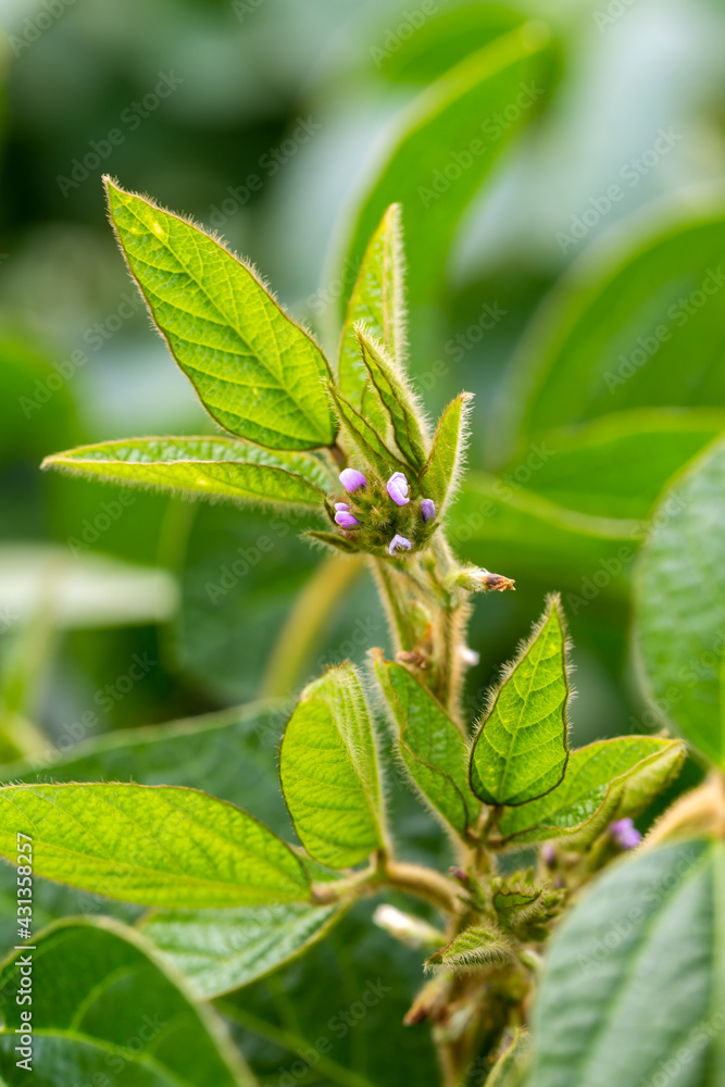 Soy flowers in sunny field. Green growing soybeans Soy flowers in sunny field. Green growing soybeans