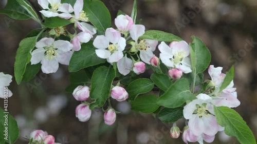 Spring apple flowers on apple branch trees blossom in the garden.
Honey bees collecting pollen from an apple blossom flower.