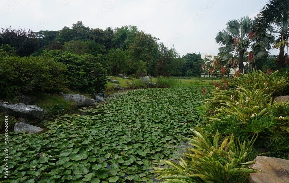 Fototapeta premium garden with trees