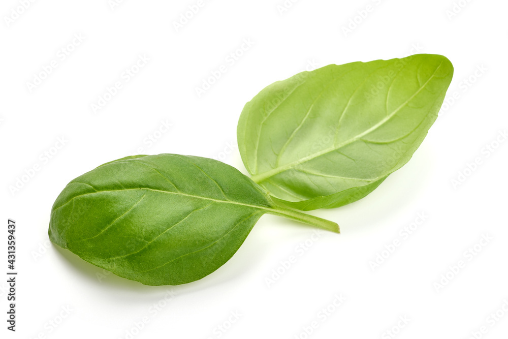 Fresh organic basil leaves, close-up, isolated on white background. High resolution image - obrazy, fototapety, plakaty 