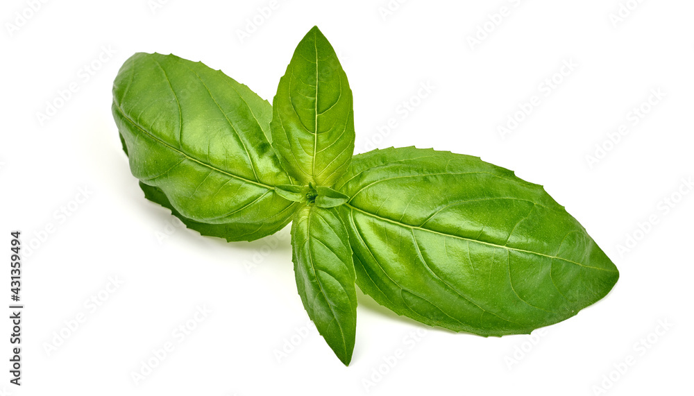 Fresh organic basil leaves, close-up, isolated on white background. High resolution image Fresh organic basil leaves, close-up, isolated on white background. High resolution image