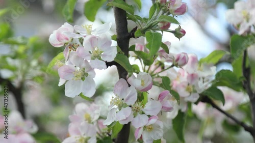 Spring apple flowers on apple branch trees blossom in the garden.
Honey bees collecting pollen from an apple blossom flower.