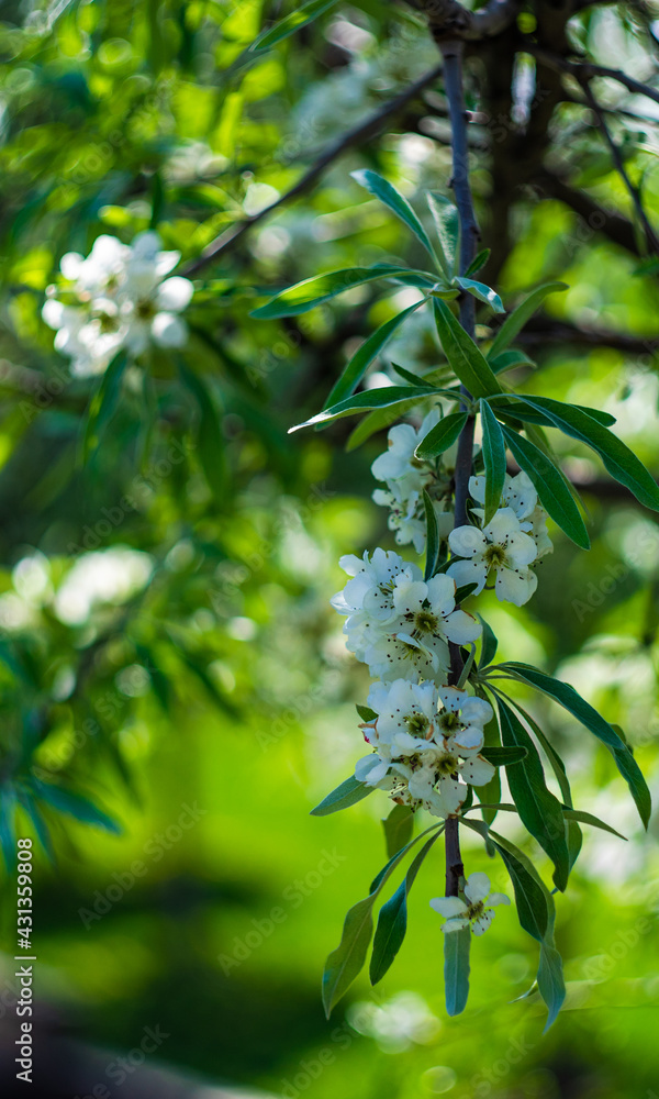 Obraz premium Pyrus salicifolia tree in bloom