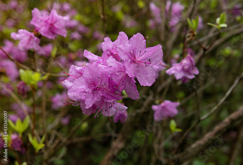 pink flowers in spring garden with water drops and rain