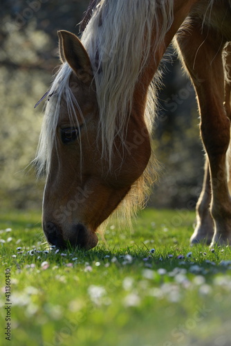 Anweiden im Frühling, schönes Pferd frisst Gänseblümchen