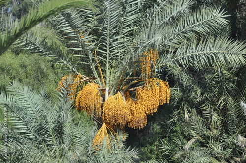 Palmy daktylowe, owoce uprawiane w Tunezji na Dżerbie, Afryka