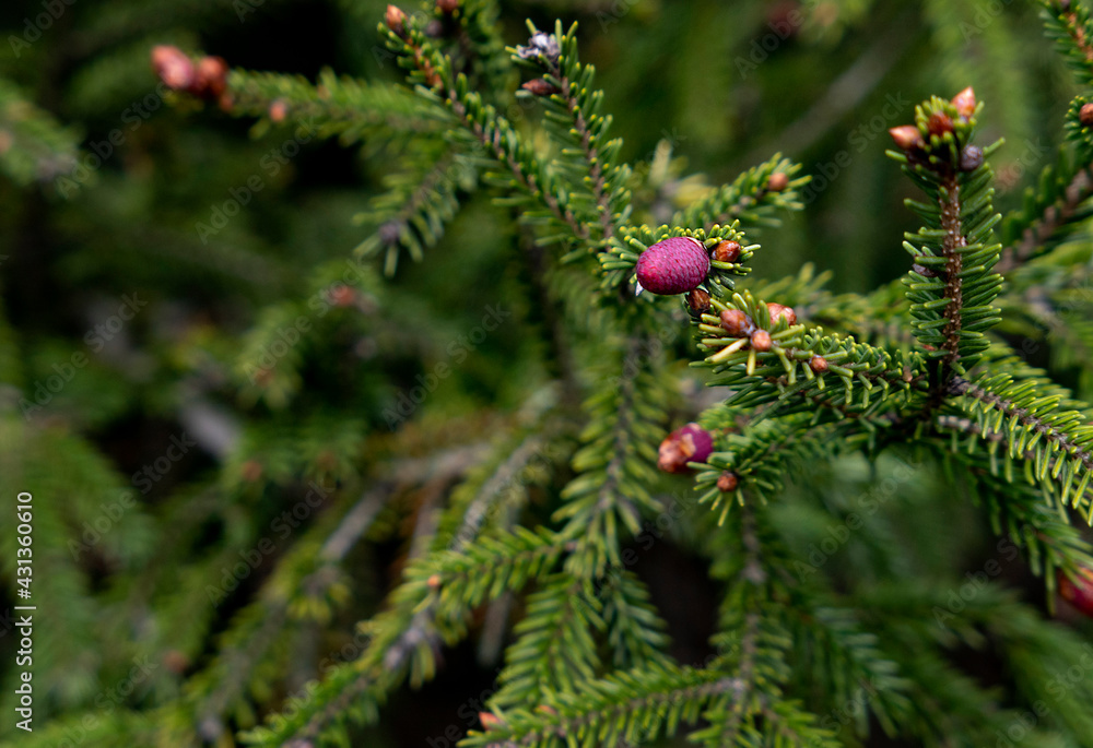 Fototapeta premium close up of green pine with pink yong cones