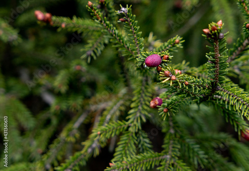 close up of green pine with pink yong cones