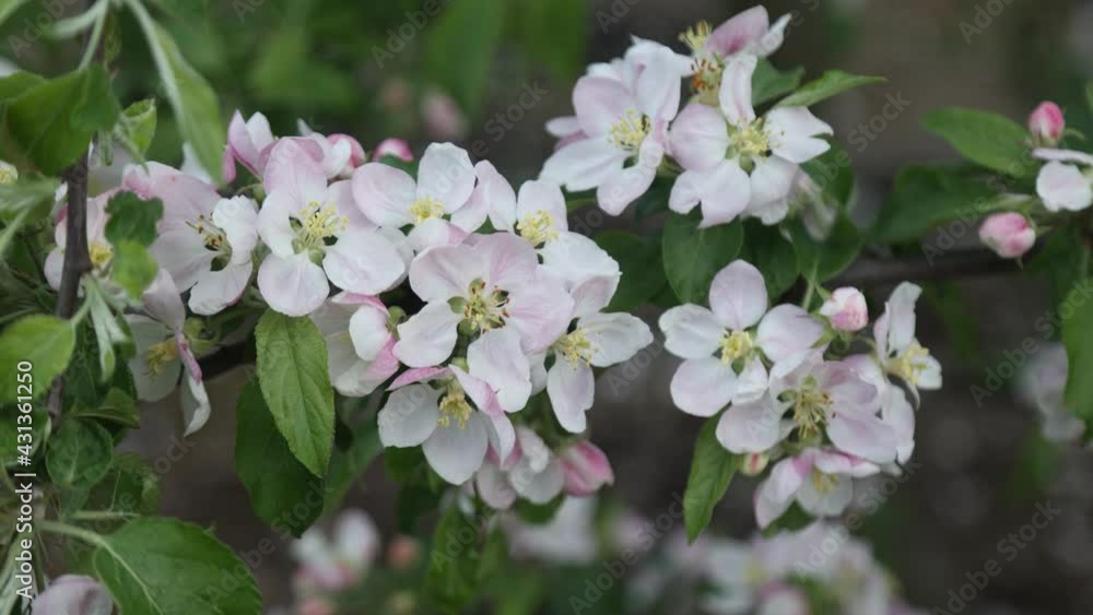 Spring apple flowers on apple branch trees blossom in the garden.
Honey bees collecting pollen from an apple blossom flower. Spring apple flowers on apple branch trees blossom in the garden.
Honey bees collecting pollen from an apple blossom flower.