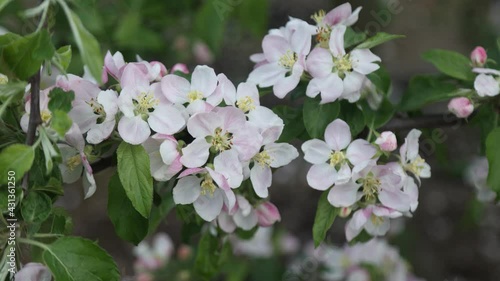 Spring apple flowers on apple branch trees blossom in the garden.
Honey bees collecting pollen from an apple blossom flower.