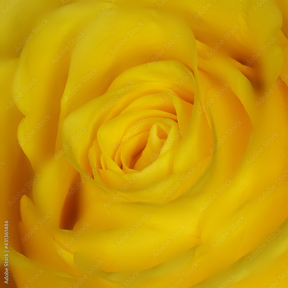 A beautiful yellow rose macro in soft focus for a valentine A beautiful yellow rose macro in soft focus for a valentine