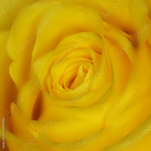 A beautiful yellow rose macro in soft focus for a valentine
