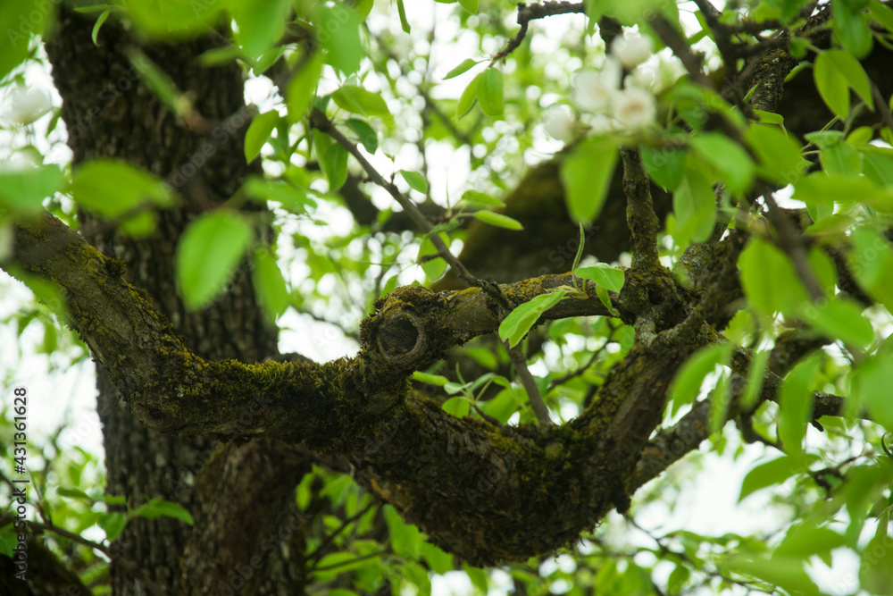 Baum Nahaufnahme Weiße Blüten Nah Baum Nahaufnahme Weiße Blüten Nah
