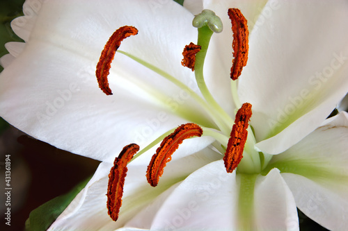 Closeup of beautiful white oriental lily blossom showing reproductive parts of this flower - stigma, style, and pollen-bearing anthers.