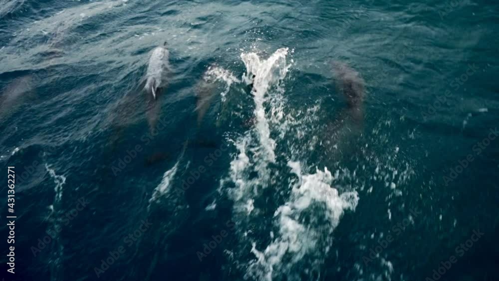 Tracking And Panning A Pod Of Dolphins As They Quickly Swim And Jump Near The Ocean Surface, With Bright Sunlight Reflected Off The Choppy Sea - Cape York, Australia Tracking And Panning A Pod Of Dolphins As They Quickly Swim And Jump Near The Ocean Surface, With Bright Sunlight Reflected Off The Choppy Sea - Cape York, Australia