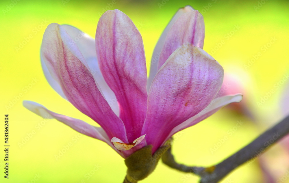 Fein gemaserte, pinke Magnolienblüte Fein gemaserte, pinke Magnolienblüte