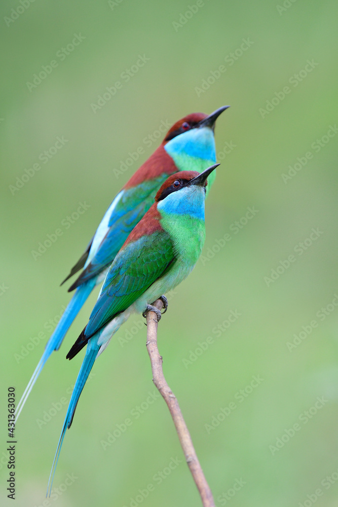 Beautiful pair of Blue-throated bee-eater (Merops viridis) look up for flying bee, wasp or dragonfly in the air while breeding season Beautiful pair of Blue-throated bee-eater (Merops viridis) look up for flying bee, wasp or dragonfly in the air while breeding season