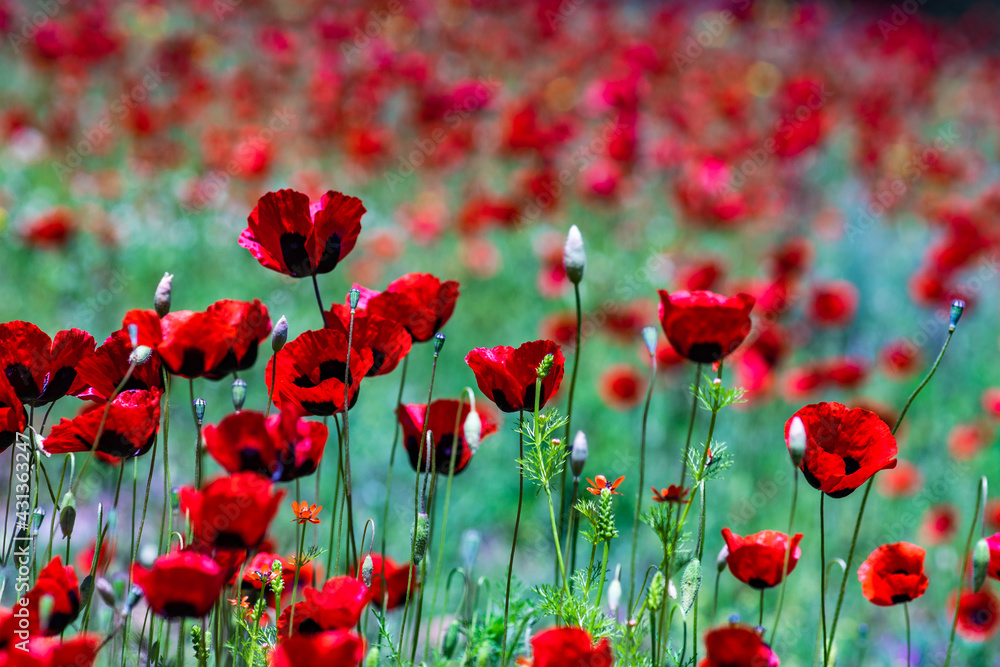 Fototapeta premium Red poppy flowers ina meadow