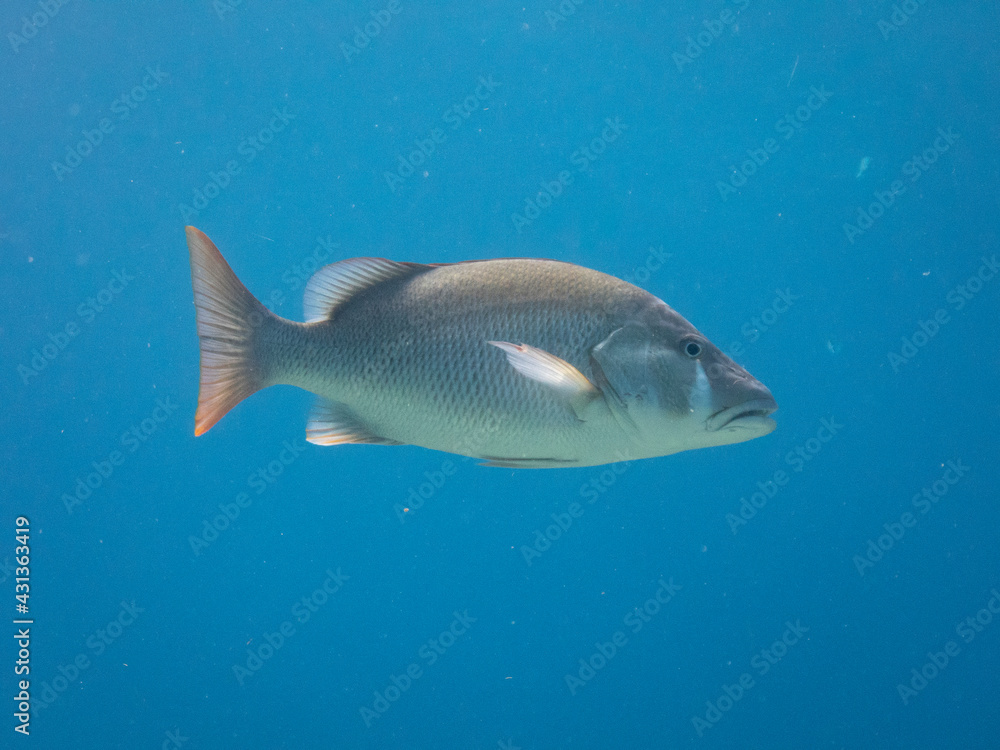 Fototapeta premium Dog Snapper