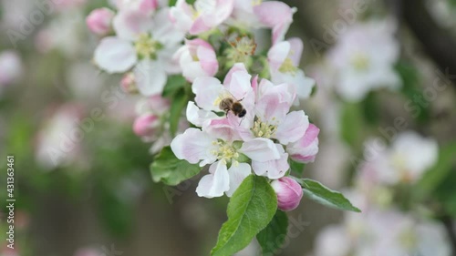 Spring apple flowers on apple branch trees blossom in the garden.
Honey bees collecting pollen from an apple blossom flower.