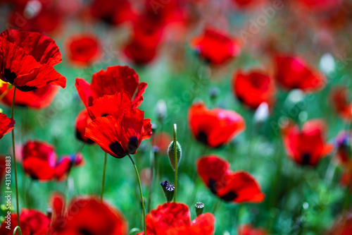 Red poppy flowers ina meadow