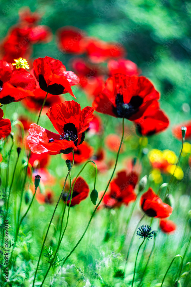 Fototapeta premium Red poppy flowers ina meadow