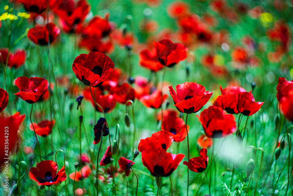 Red poppy flowers ina meadow Red poppy flowers ina meadow