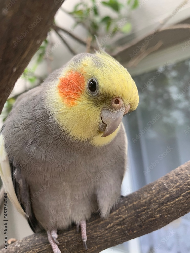 yellow crested cockatoo