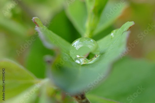 Close-ups of Nature  Macro  