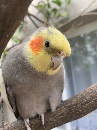 yellow crested cockatoo