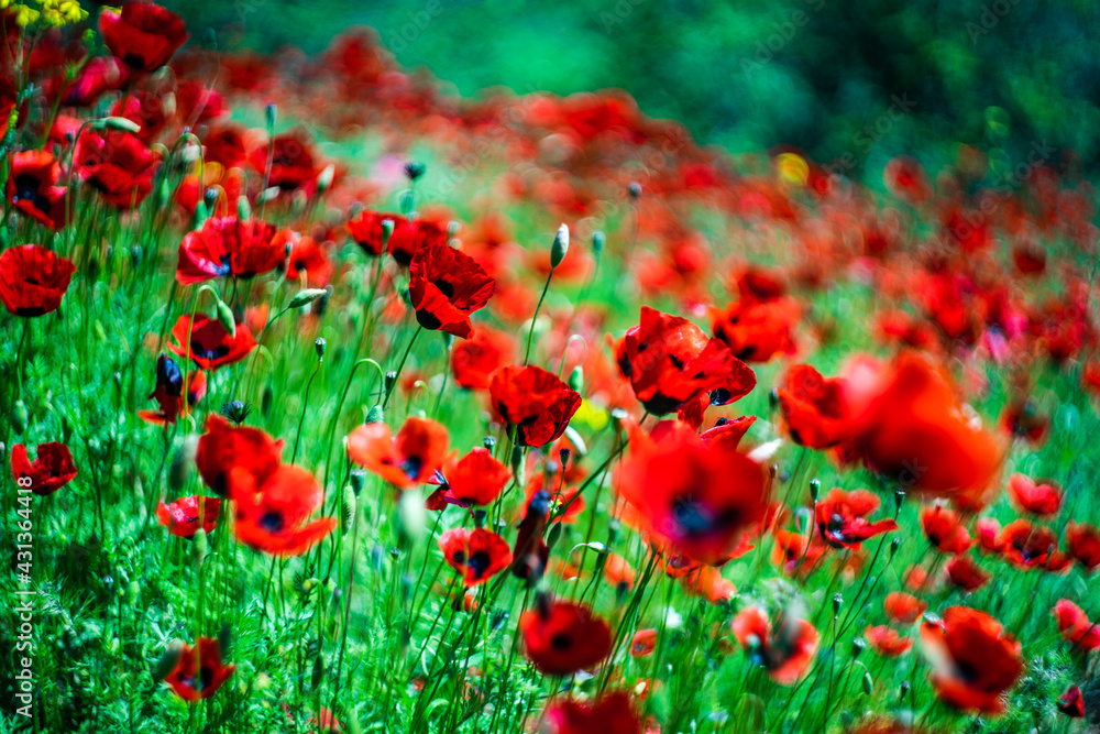 Obraz premium Red poppy flowers ina meadow