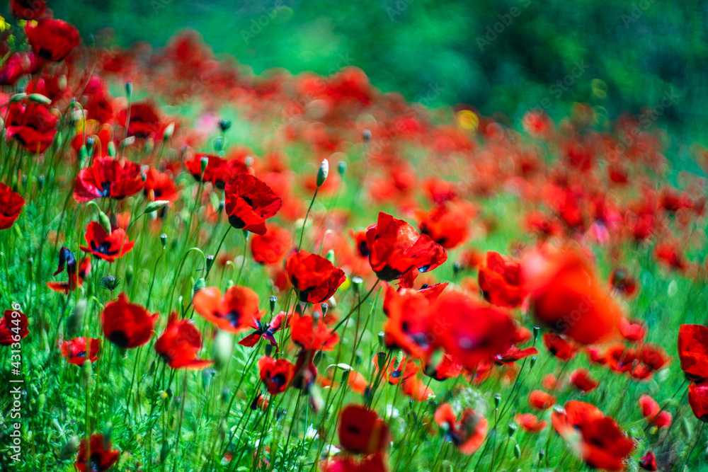 Fototapeta premium Red poppy flowers ina meadow